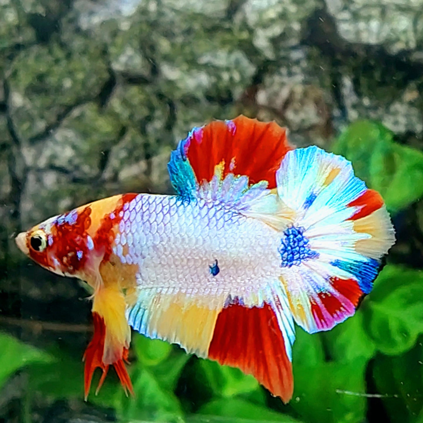 Multicolor Candy HMPK Male