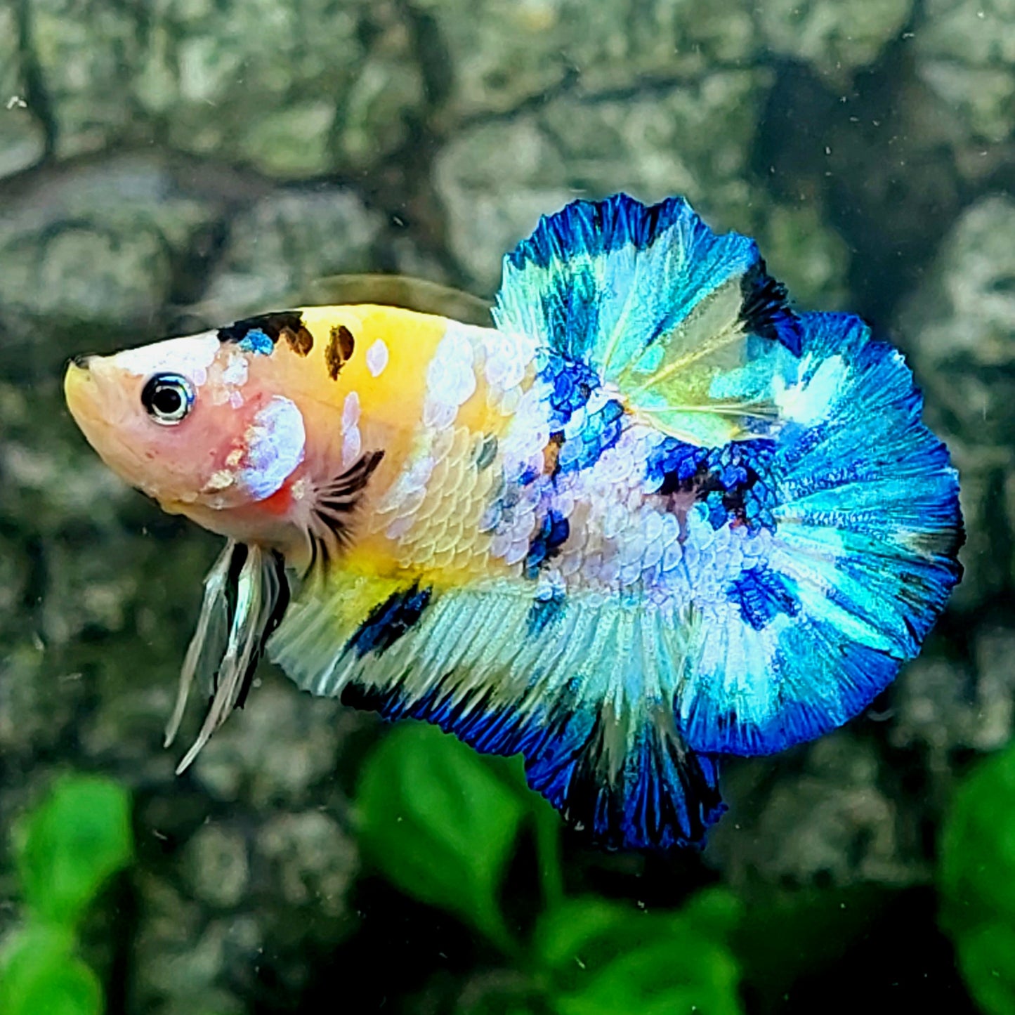 マルチカラー イエロー スカイブルー ギャラクシー HMPK 男性