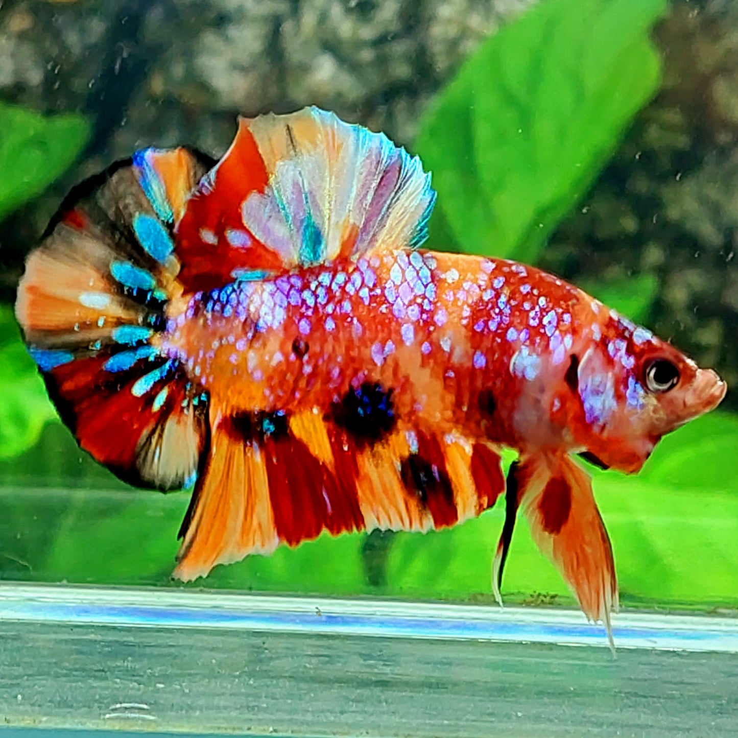 Multicolor Candy Galaxy HMPK Male