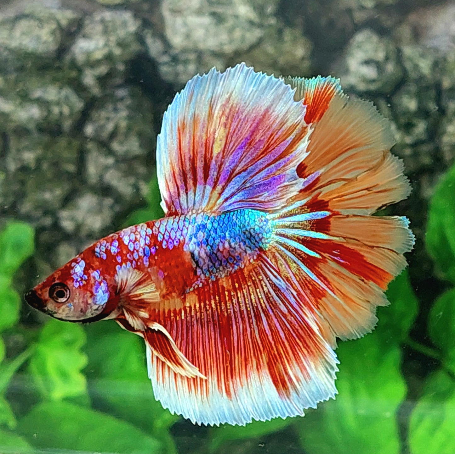 Multicolor Red Galaxy Halfmoon Male