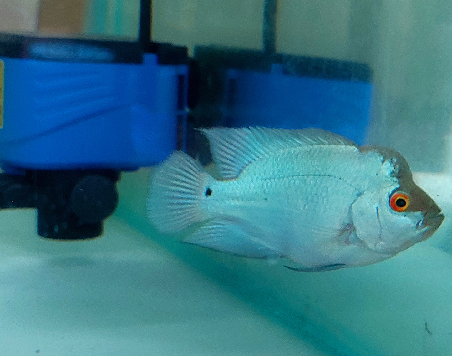 Baby Blue Thaisilk Flowerhorn Size 2.9 Inch/7.5 cm