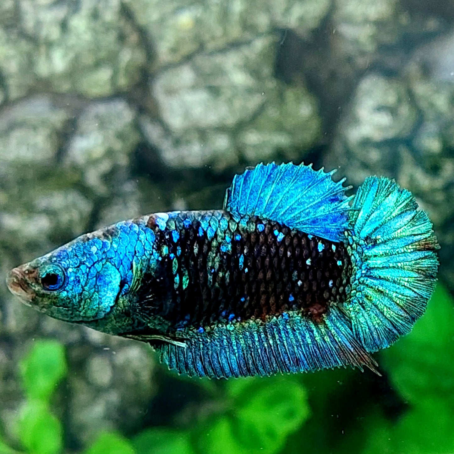 Avatar Black Star Galaxy HMPK Female For Sorority Tank/Breed