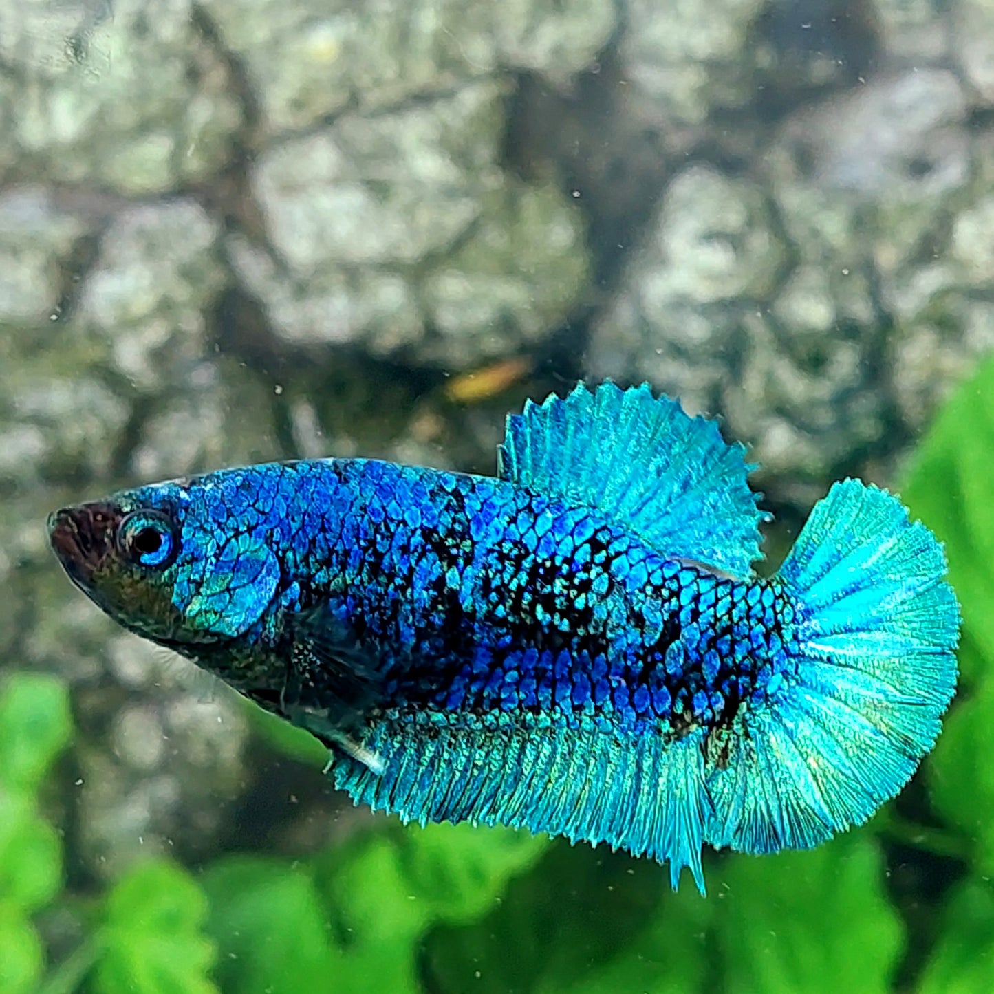 Avatar HMPK Female For Sorority Tank/Breed