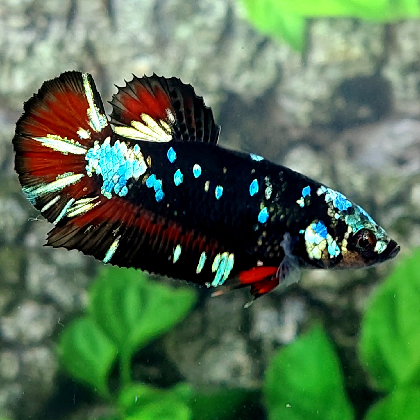 Black Star Galaxy HMPK Female For Sorority Tank/Breed