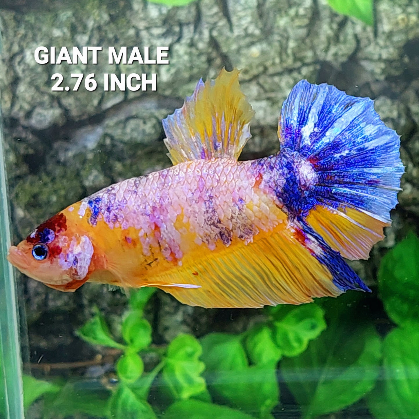 Yellowbase Multicolor Purple Pink Candy GIANT HMPK Male