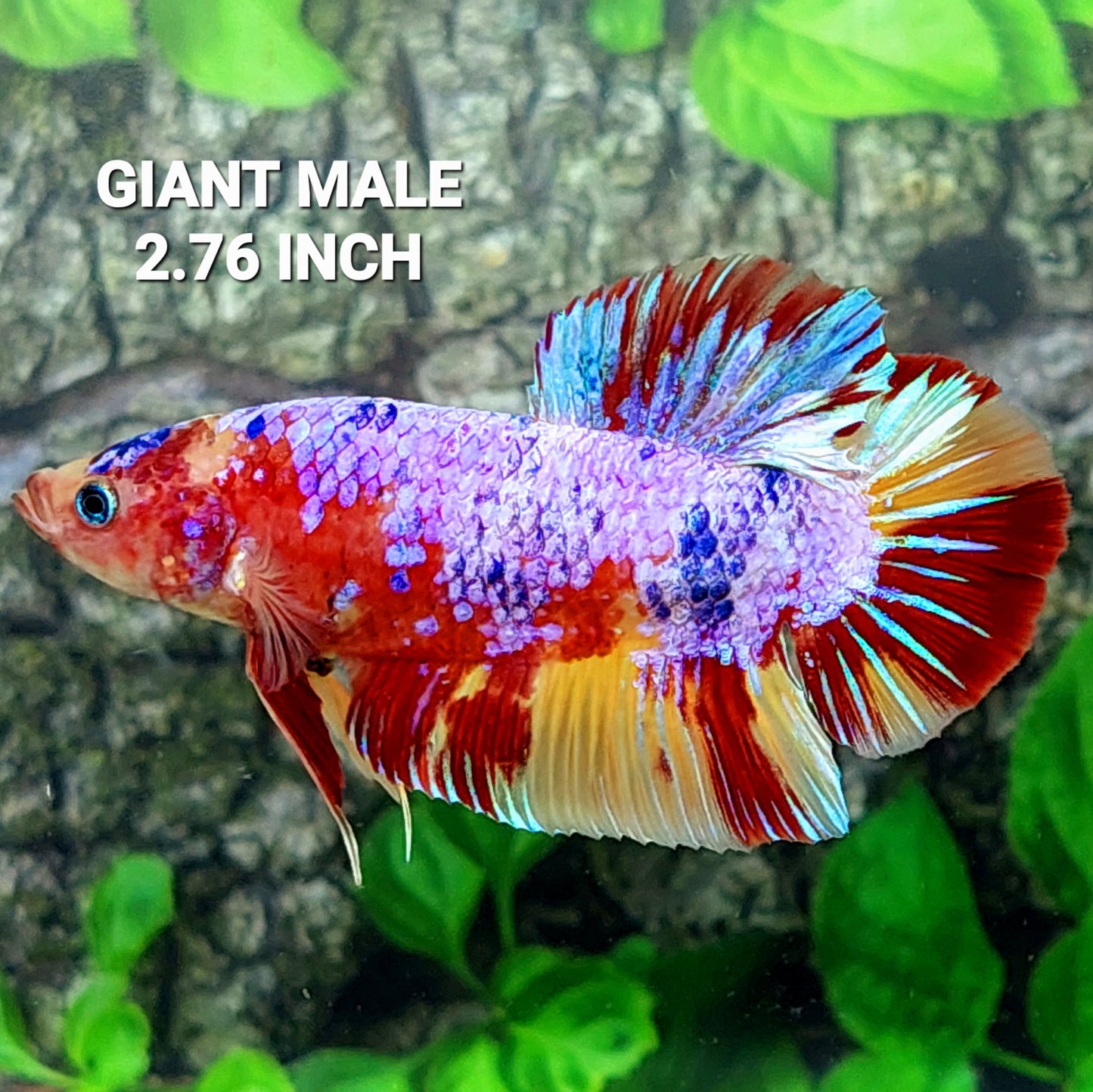Multicolor Purple Candy GIANT HMPK Male