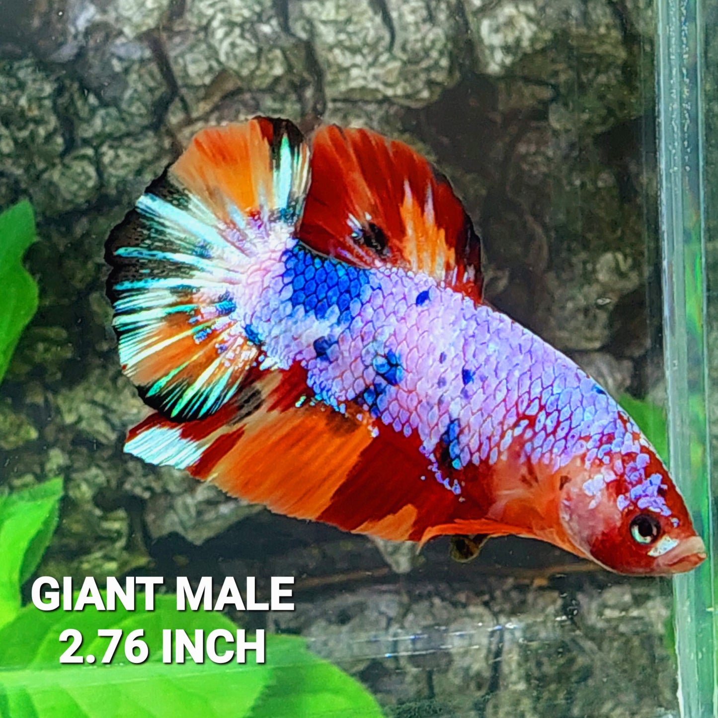 Multicolor Purple Candy GIANT HMPK Male