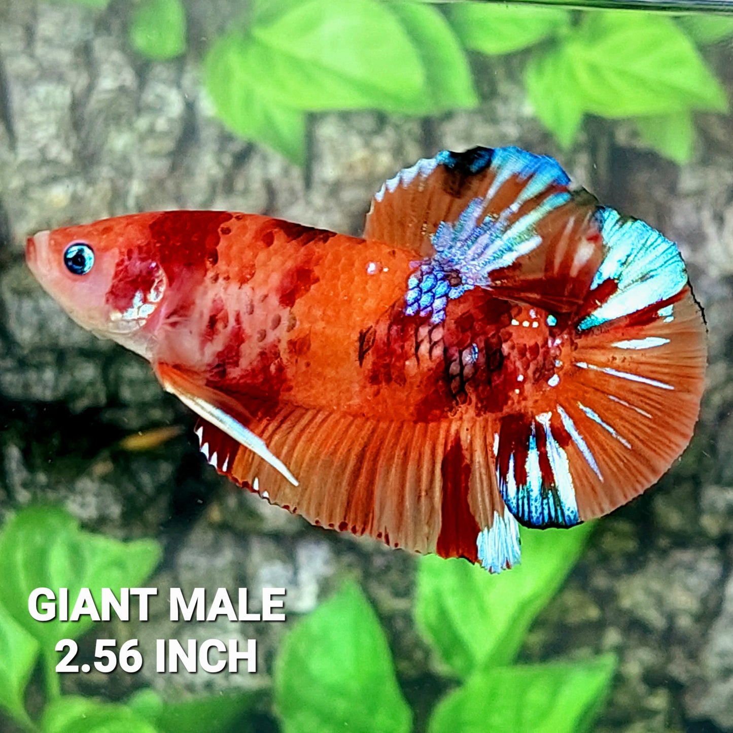 Multicolor Naranja Koi GIGANTE HMPK Macho