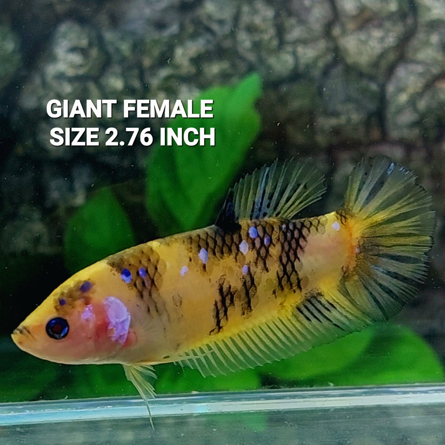 Yellow Koi Tiger HMPK GIANT Female For Sorority Tank/Breed