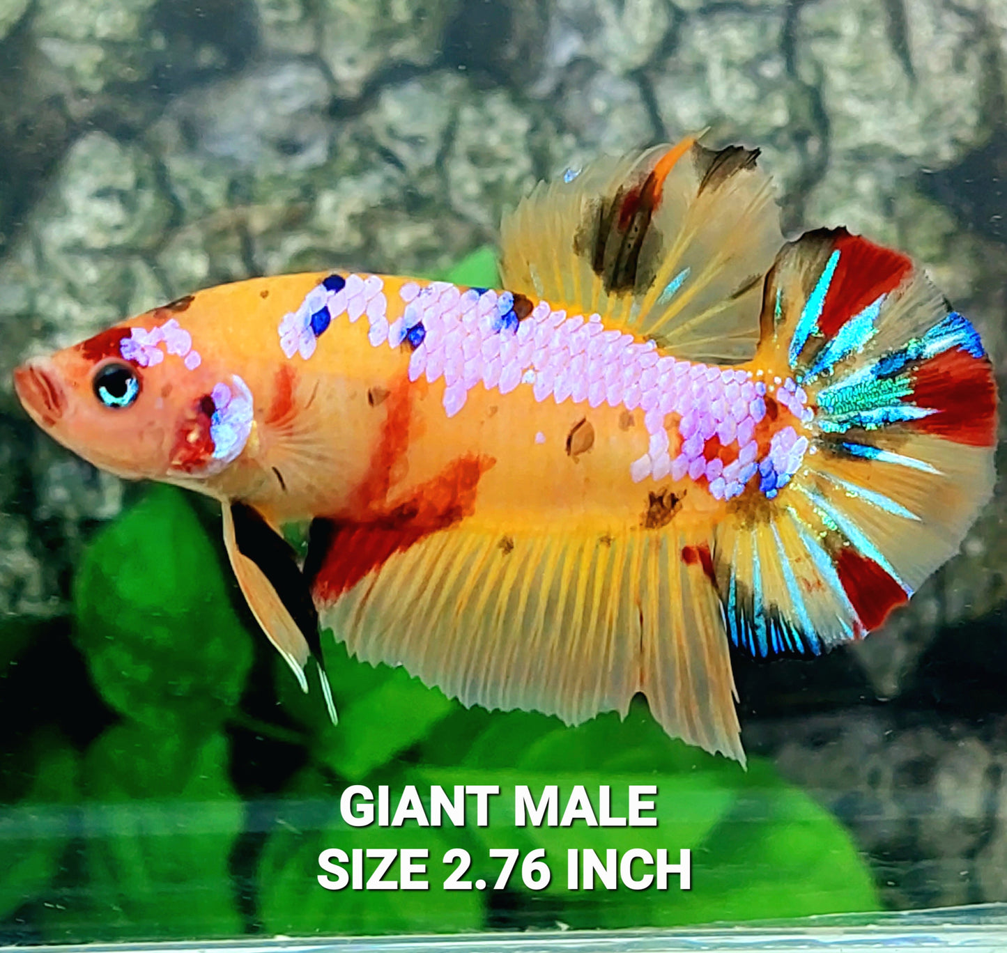 Yellowbase Multicolor Pink Galaxy GIANT HMPK Male