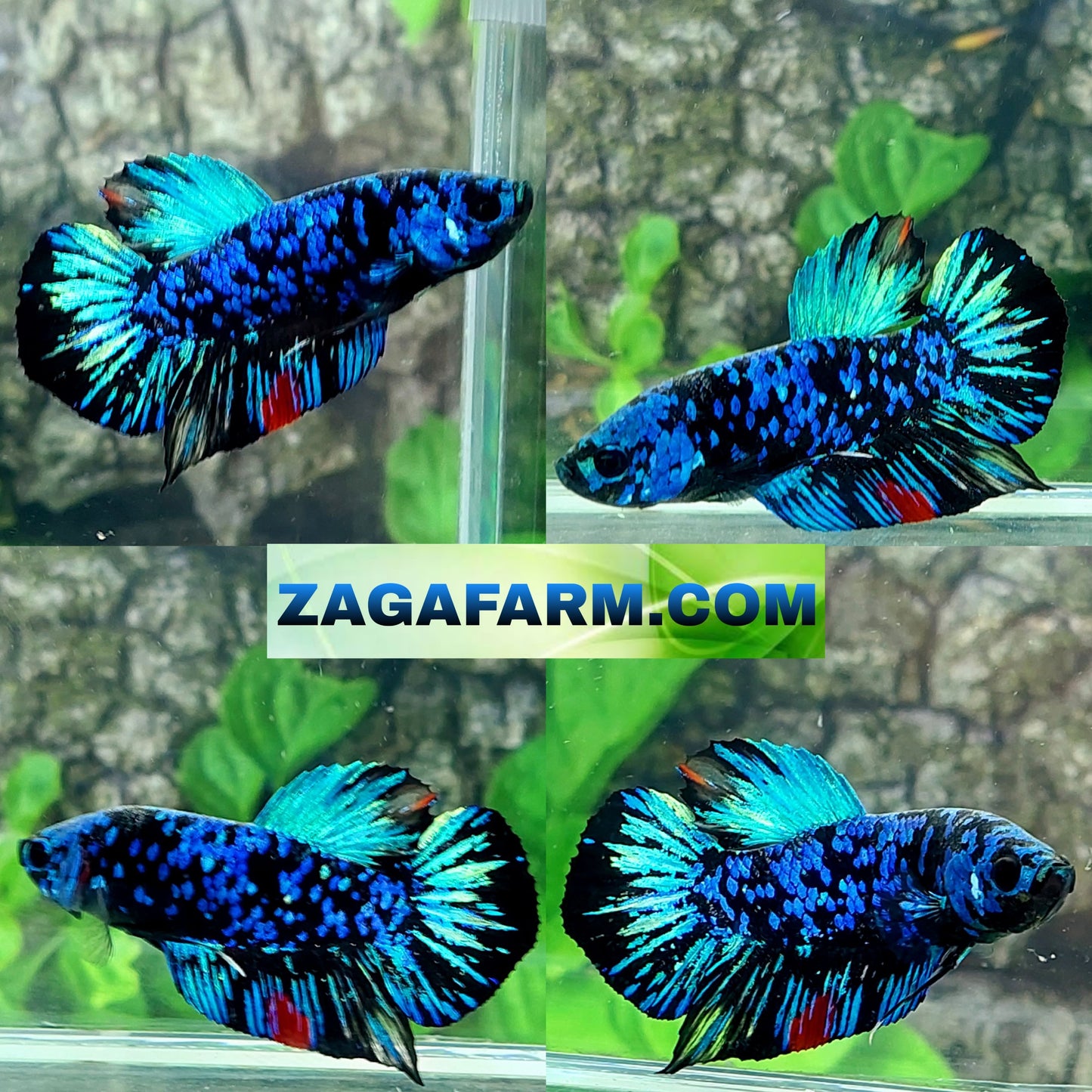 Avatar Gordon Galaxy HMPK Male