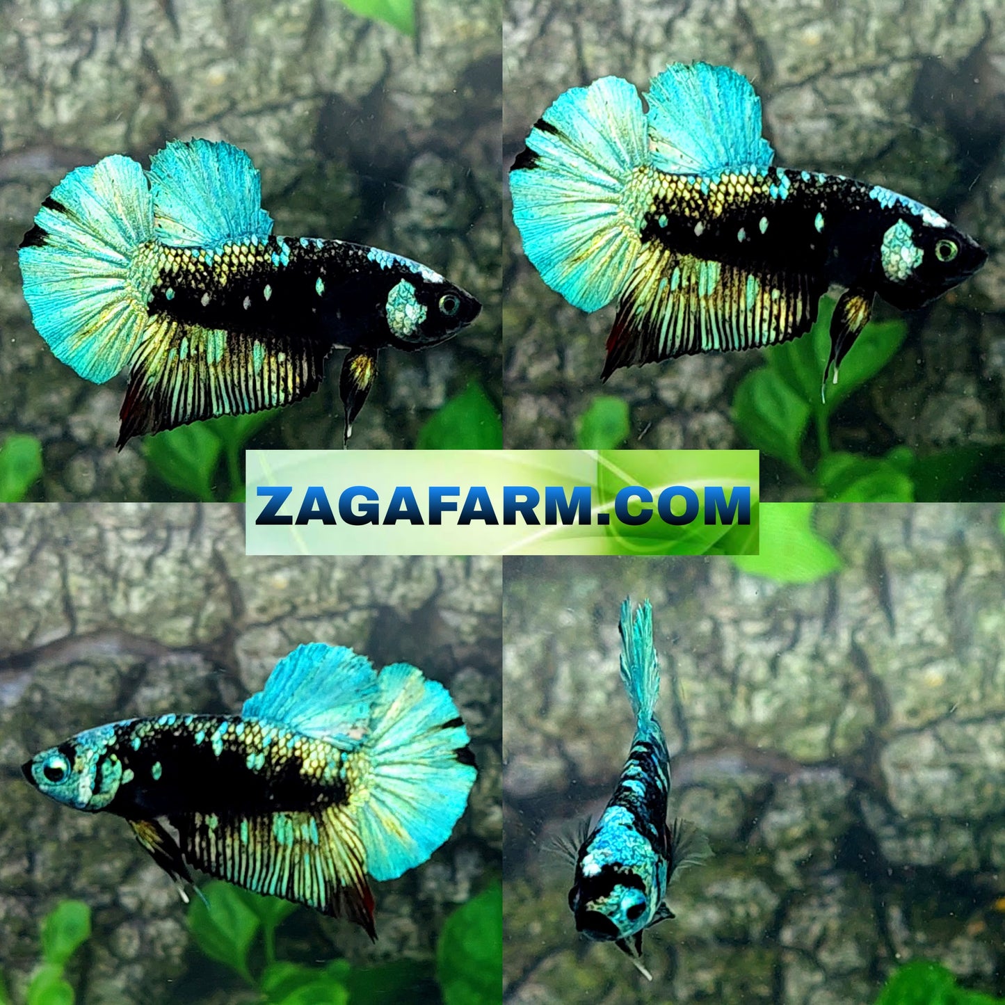 Avatar Gordon Galaxy HMPK Male