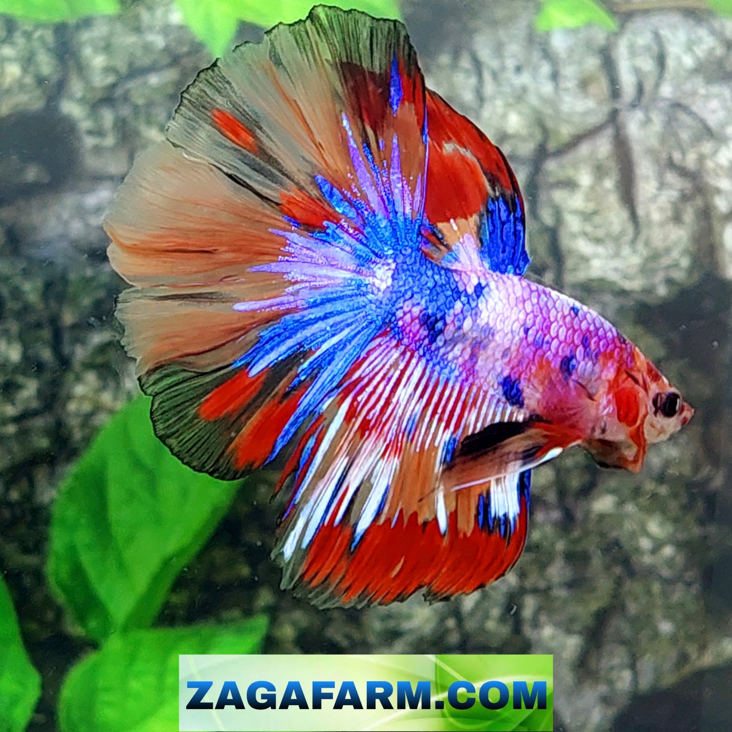 Multicolor Purple Pink Candy Halfmoon Male