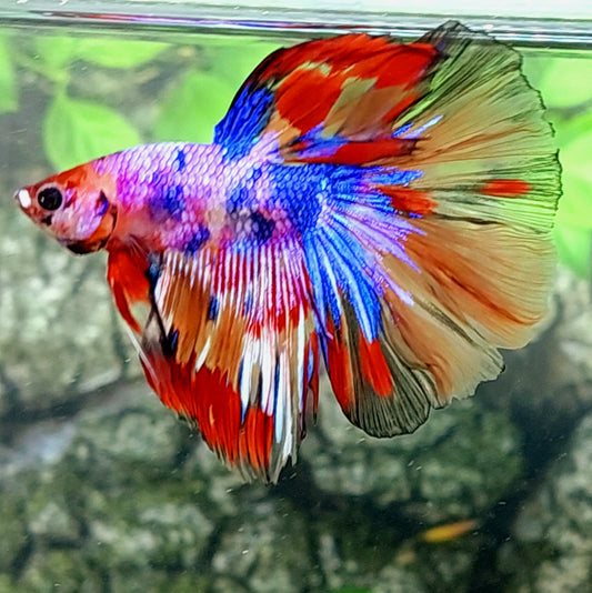 Multicolor Purple Pink Candy Halfmoon Male
