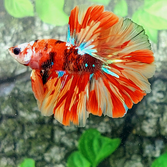 Multicolor Red Leopard Galaxy Halfmoon Male