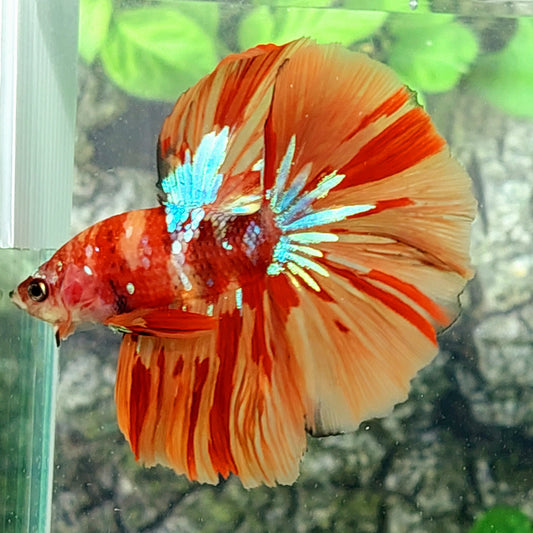 Multicolor Nemo Leopard Galaxy Halfmoon Male