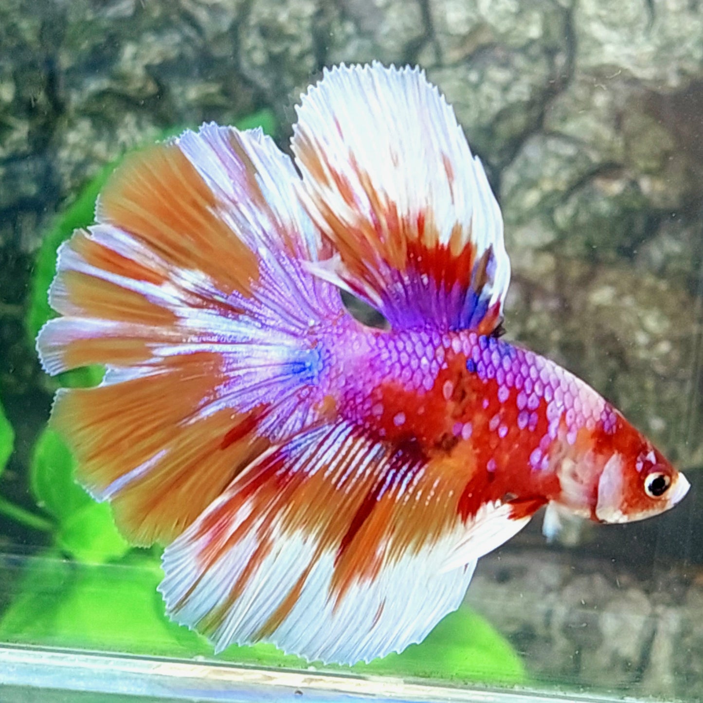 Multicolor Red Purple Candy Galaxy Halfmoon Male