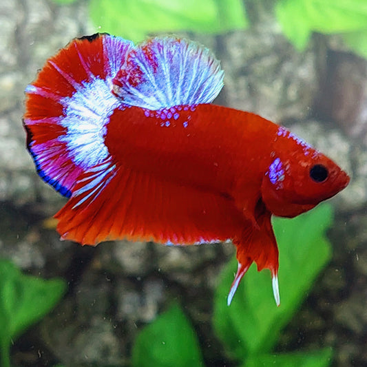 Hellboy Pink HMPK Male