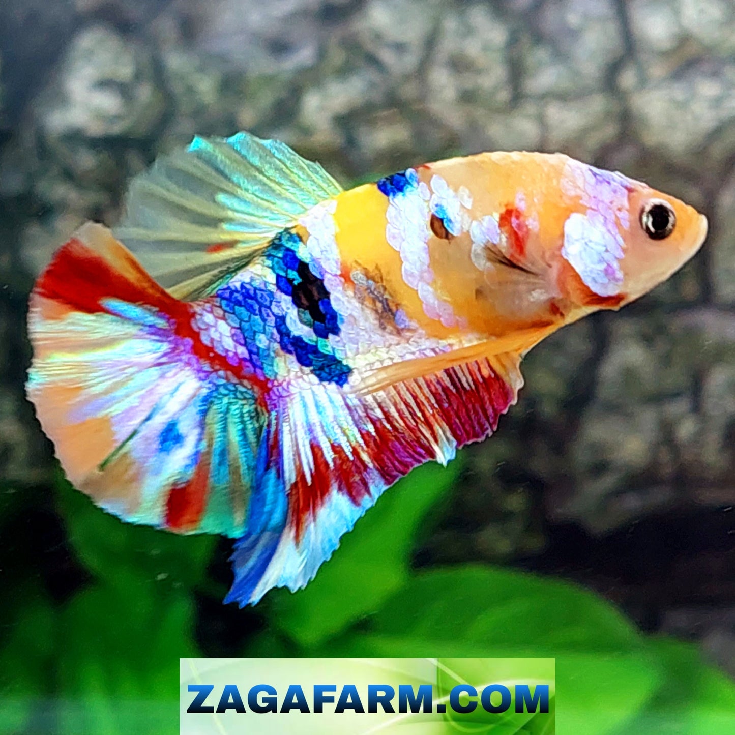 Multicolor Yellowbase Rainbow HMPK Macho