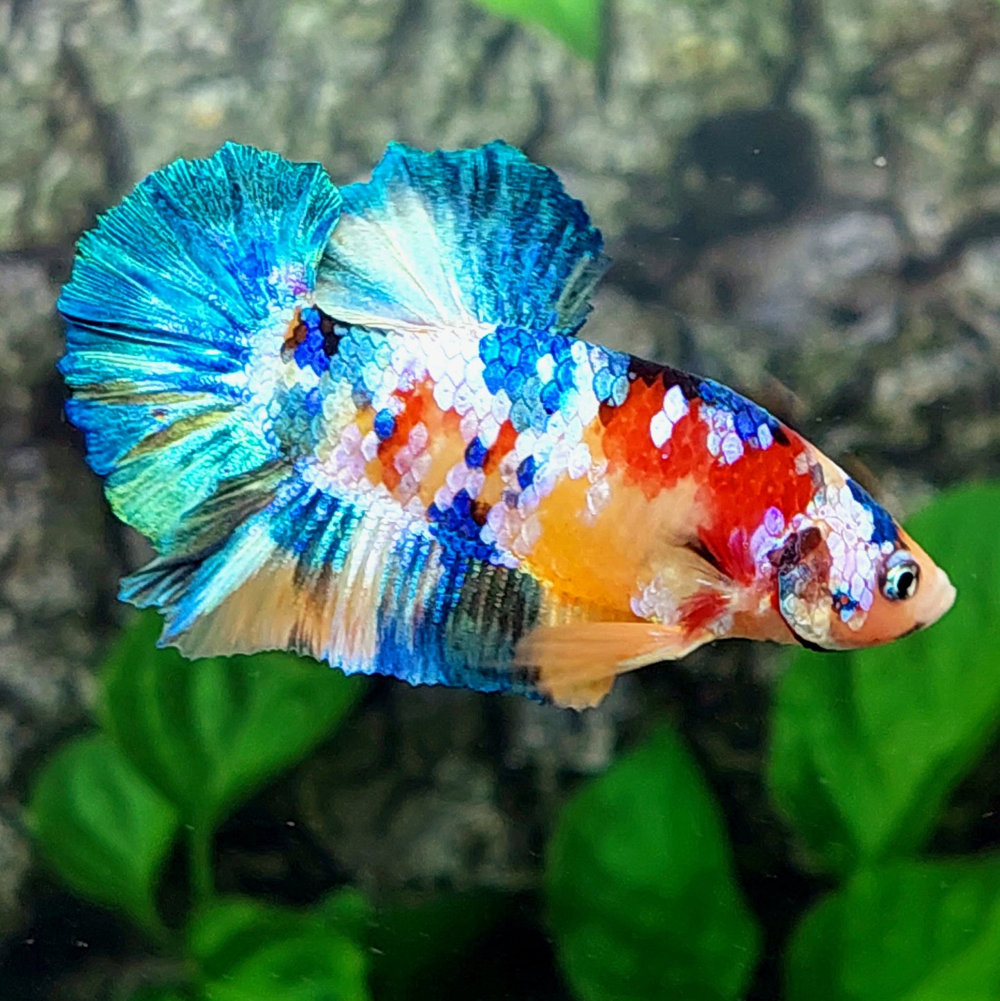 Macho Galaxy HMPK multicolor