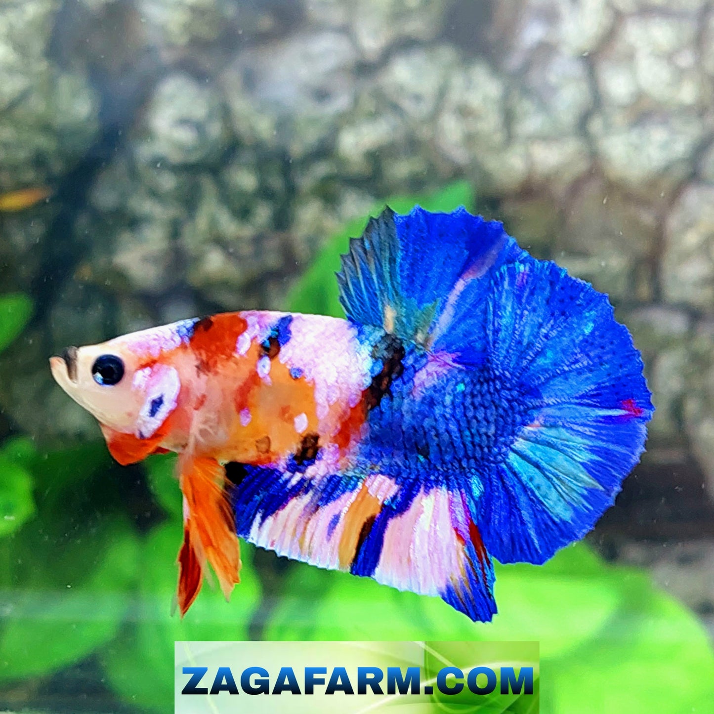 Multicolor rosa azul Galaxy HMPK macho