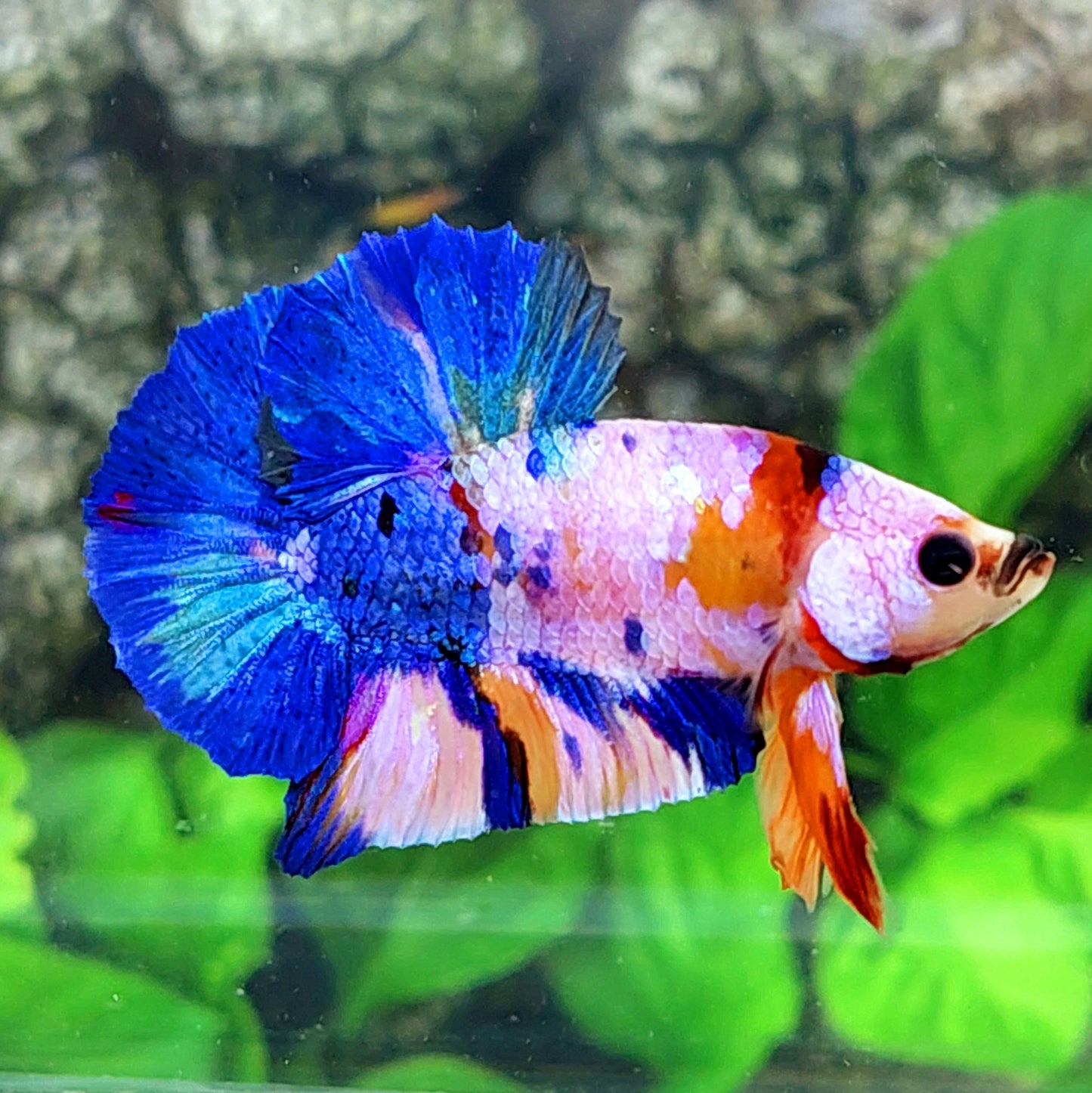 Multicolor rosa azul Galaxy HMPK macho
