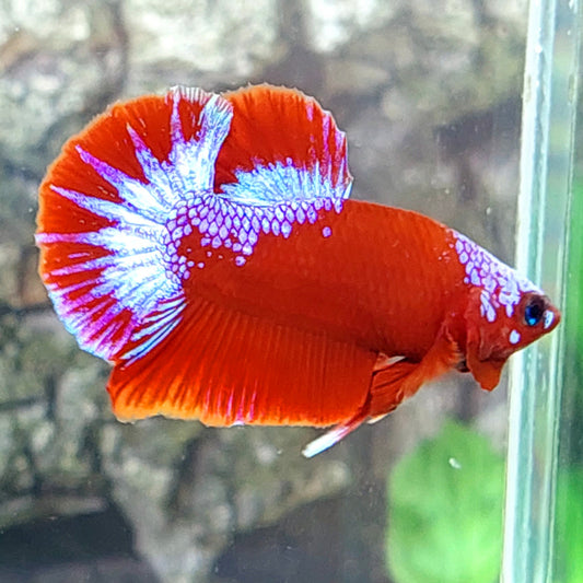 Hellboy Pink HMPK Male