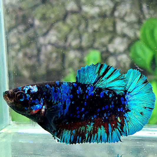 Avatar Gordon Galaxy HMPK hembra para hermandad de mujeres tanque/raza