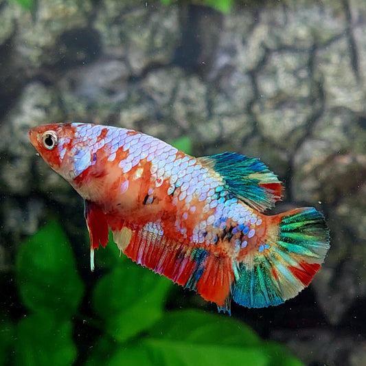 Multicolor Pink Galaxy HMPK Female For Sorority Tank/Breed