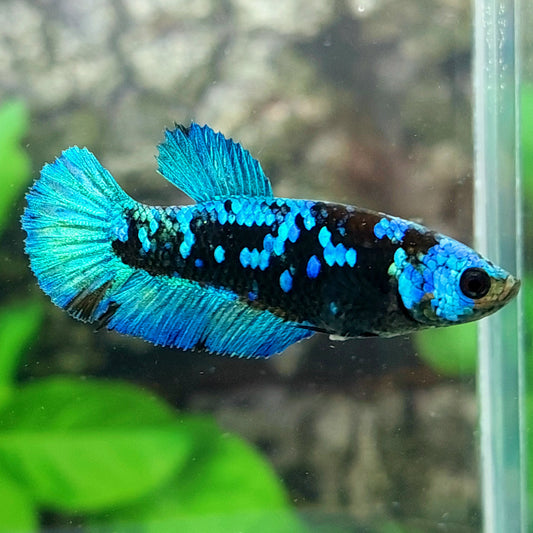 Avatar Gordon Galaxy HMPK hembra para hermandad de mujeres tanque/raza