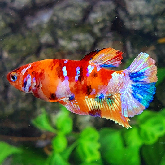 Multicolor Galaxy HMPK Female For Sorority Tank/Breed