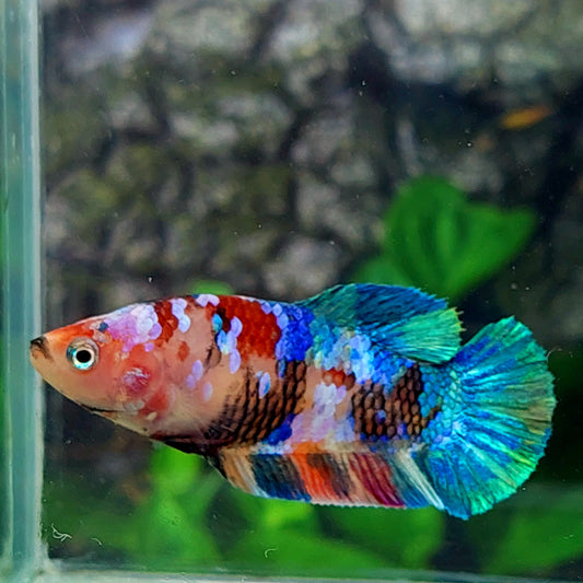 Multicolor Galaxy HMPK Female For Sorority Tank/Breed