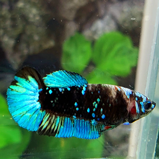 Avatar Gordon Galaxy HMPK Female For Sorority Tank/Breed