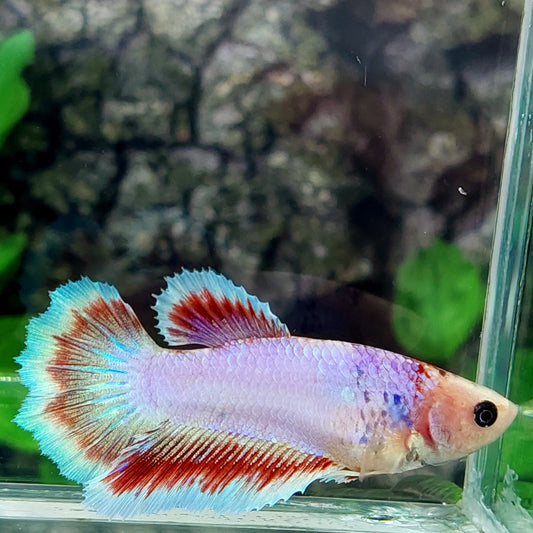 Pink Fancy Butterfly Halfmoon Female For Sorority Tank/Breed