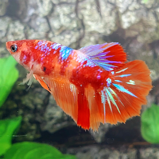 Multicolor Koi Galaxy Halfmoon hembra para hermandad de mujeres tanque/raza