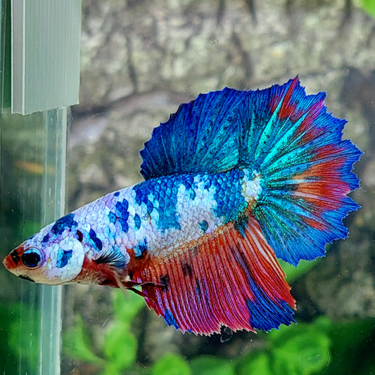 Multicolor Koi Galaxy Halfmoon hembra para hermandad de mujeres tanque/raza
