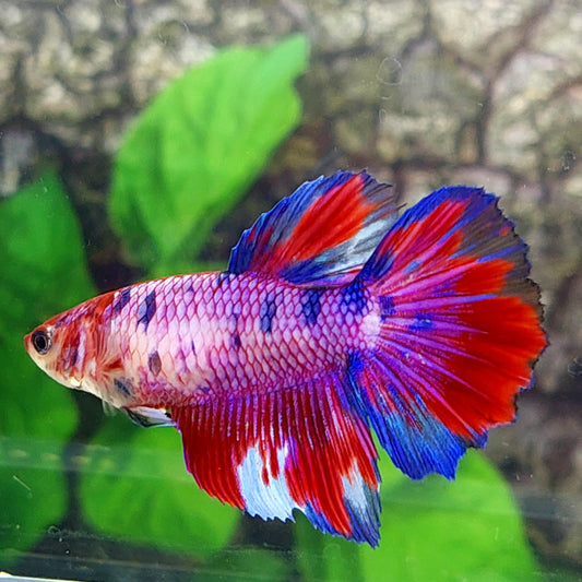 Multicolor Koi Galaxy Halfmoon hembra para hermandad de mujeres tanque/raza