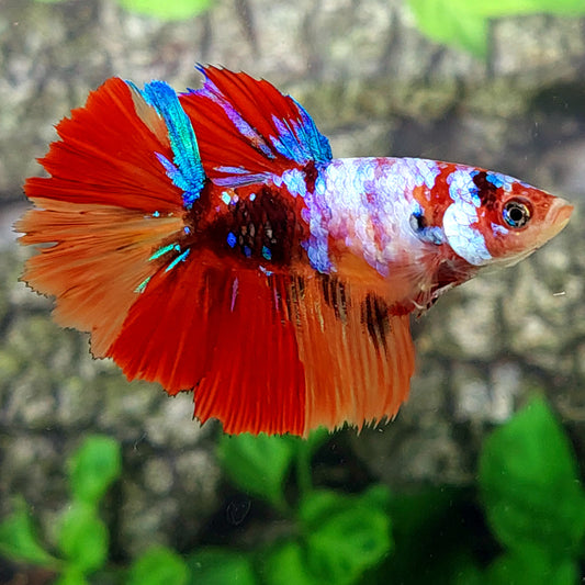 Multicolor Koi Galaxy Halfmoon hembra para hermandad de mujeres tanque/raza