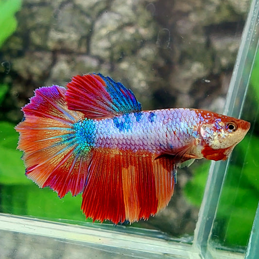 Multicolor Candy Halfmoon Female For Sorority Tank/Breed