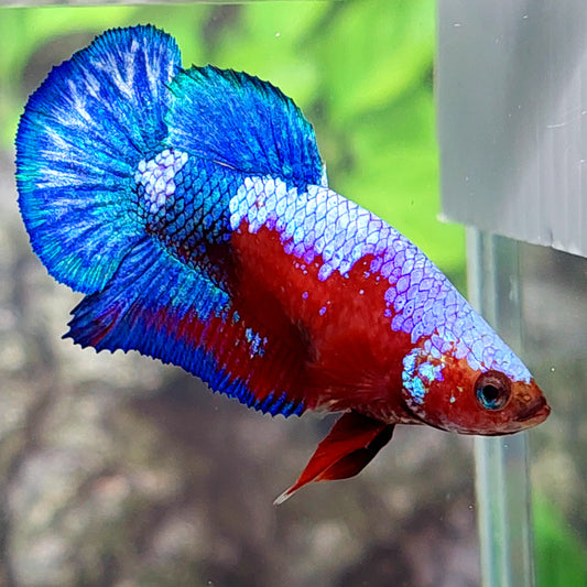 Hellboy Samurai Bluetail HMPK Female For Sorority Tank/Breed