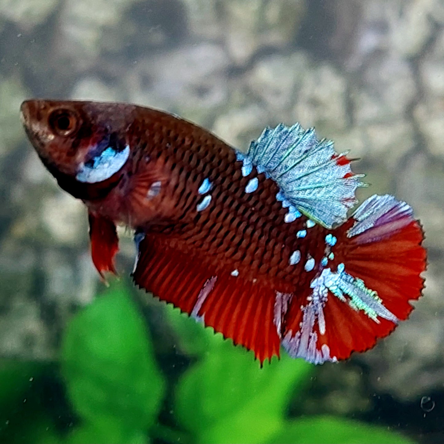 Amarillo cobre púrpura Koi Galaxy HMPK hembra para hermandad de mujeres tanque/raza