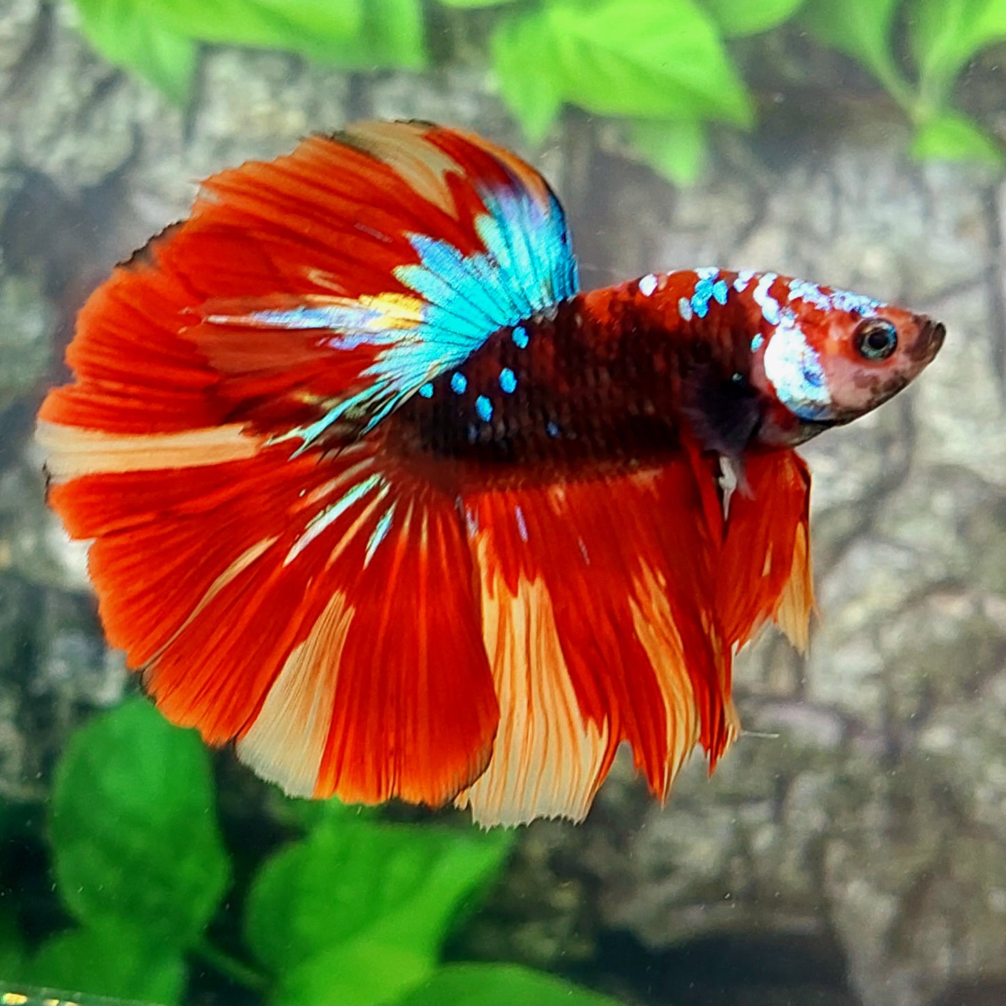 Macho Galaxia Media Luna Multicolor