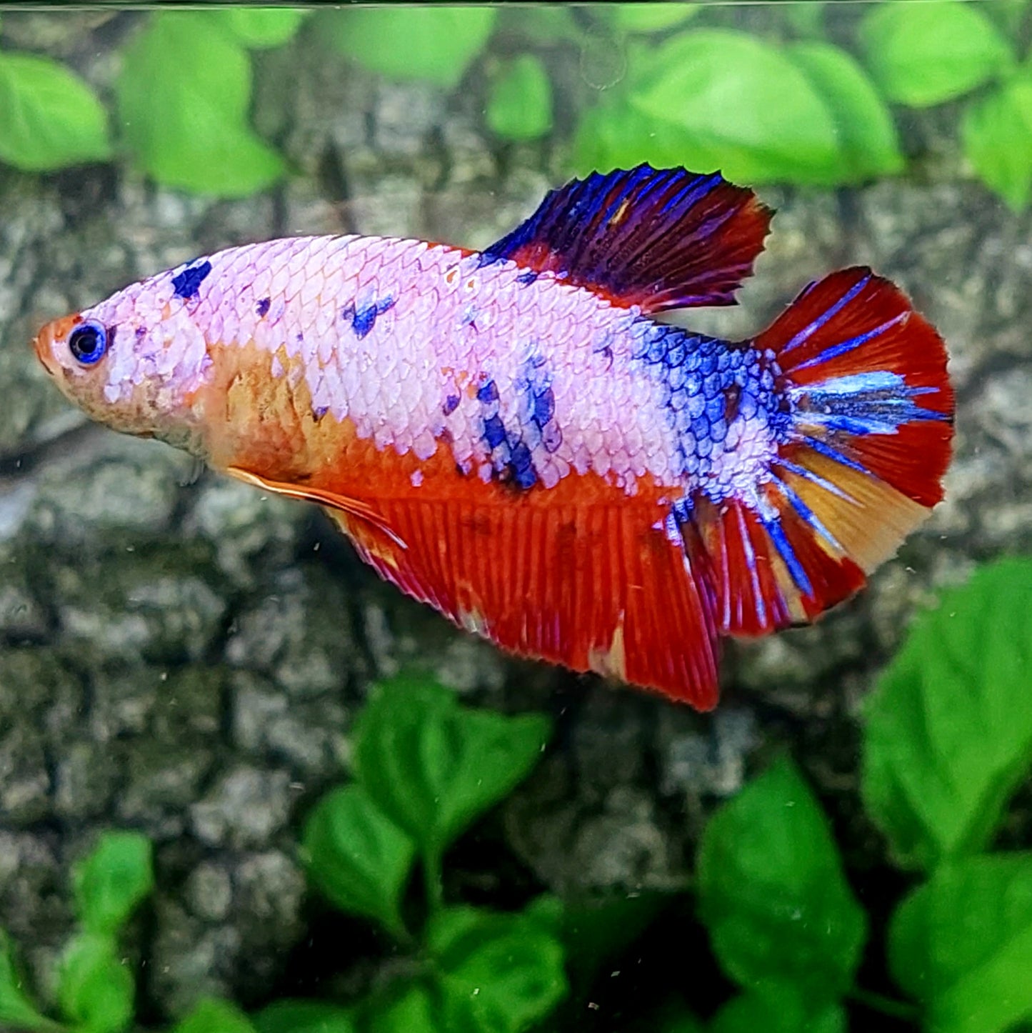 マルチカラー オレンジ コイ GIANT HMPK オス