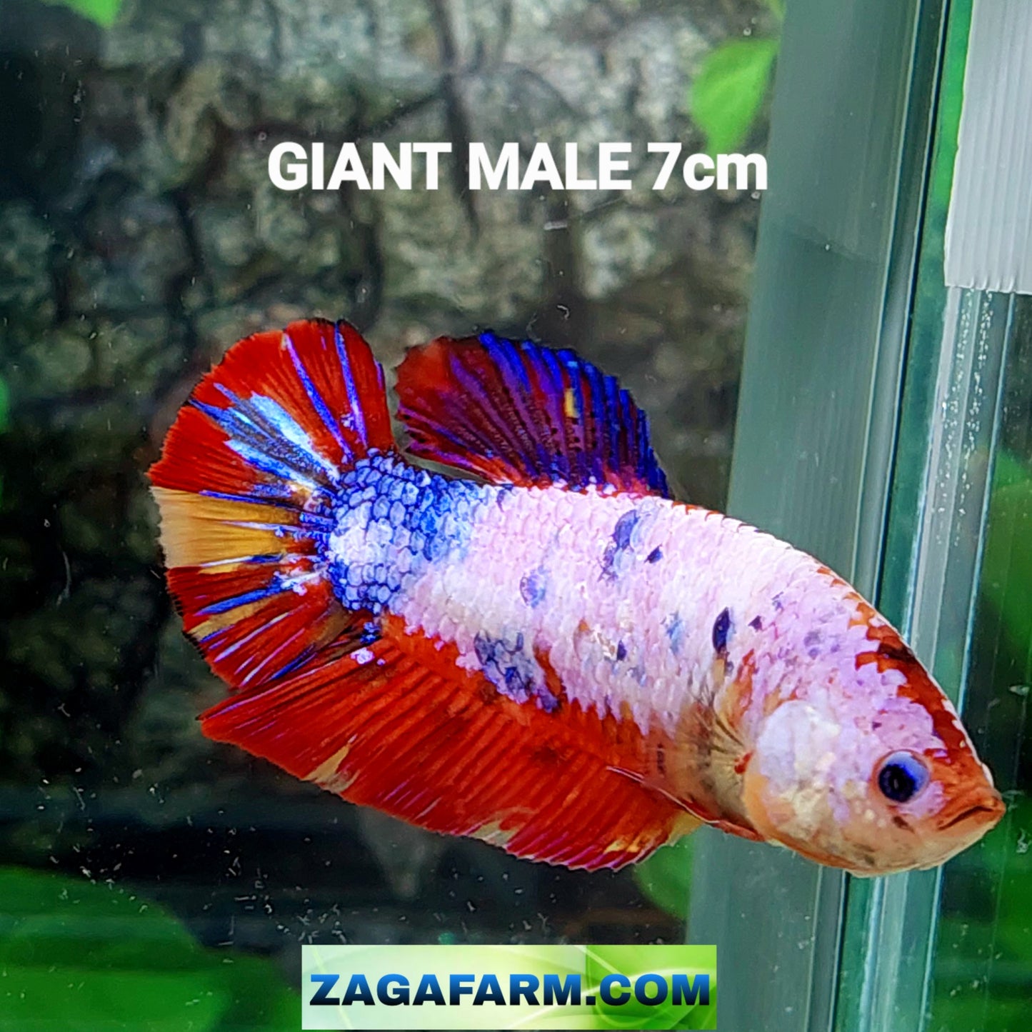 マルチカラー オレンジ コイ GIANT HMPK オス