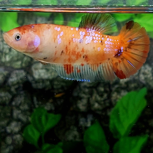 Orange Koi Pink Galaxy HMPK GIANT Female For Sorority Tank/Breed