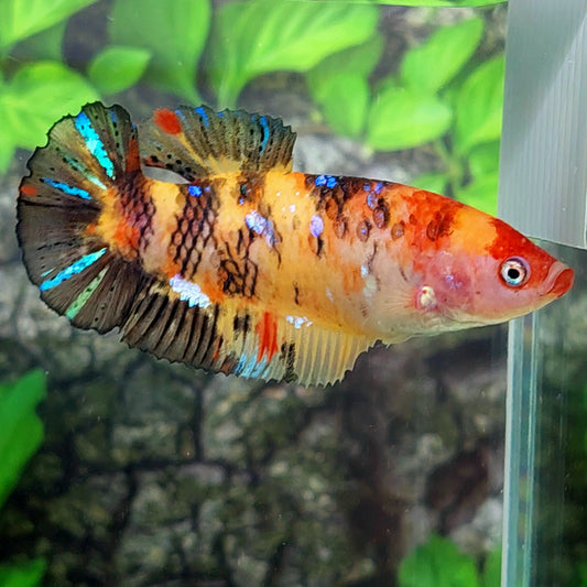 Multicolor Yellowbase Koi HMPK GIANT Female For Sorority Tank/Breed