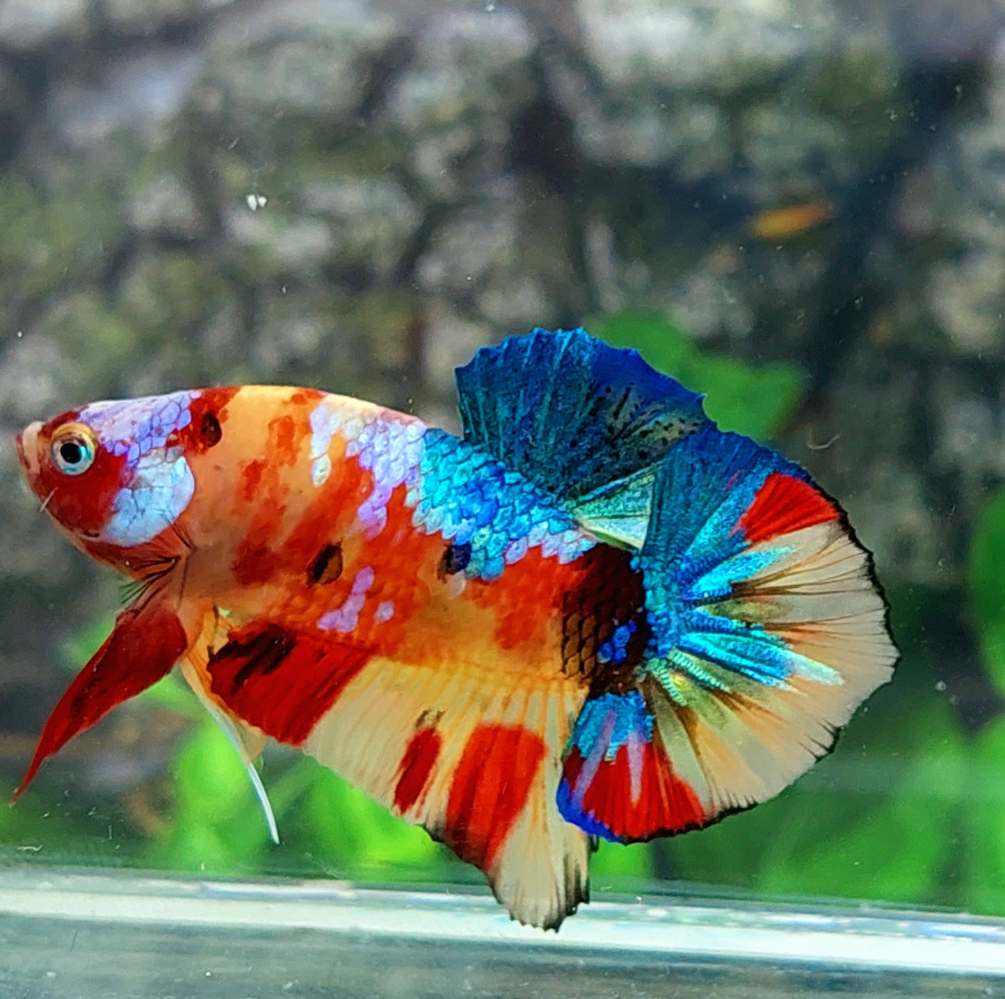 Yellowbase Multicolor Galaxy HMPK Male