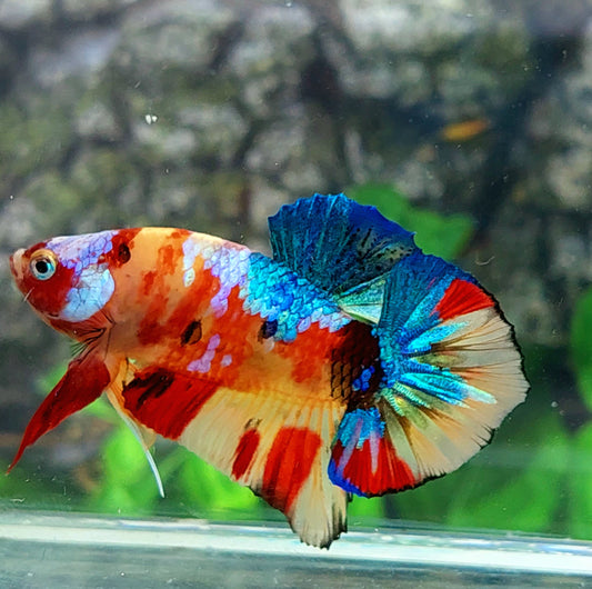 Yellowbase Multicolor Galaxy HMPK Male