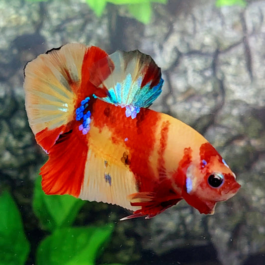 Yellowbase Multicolor Galaxy HMPK Male