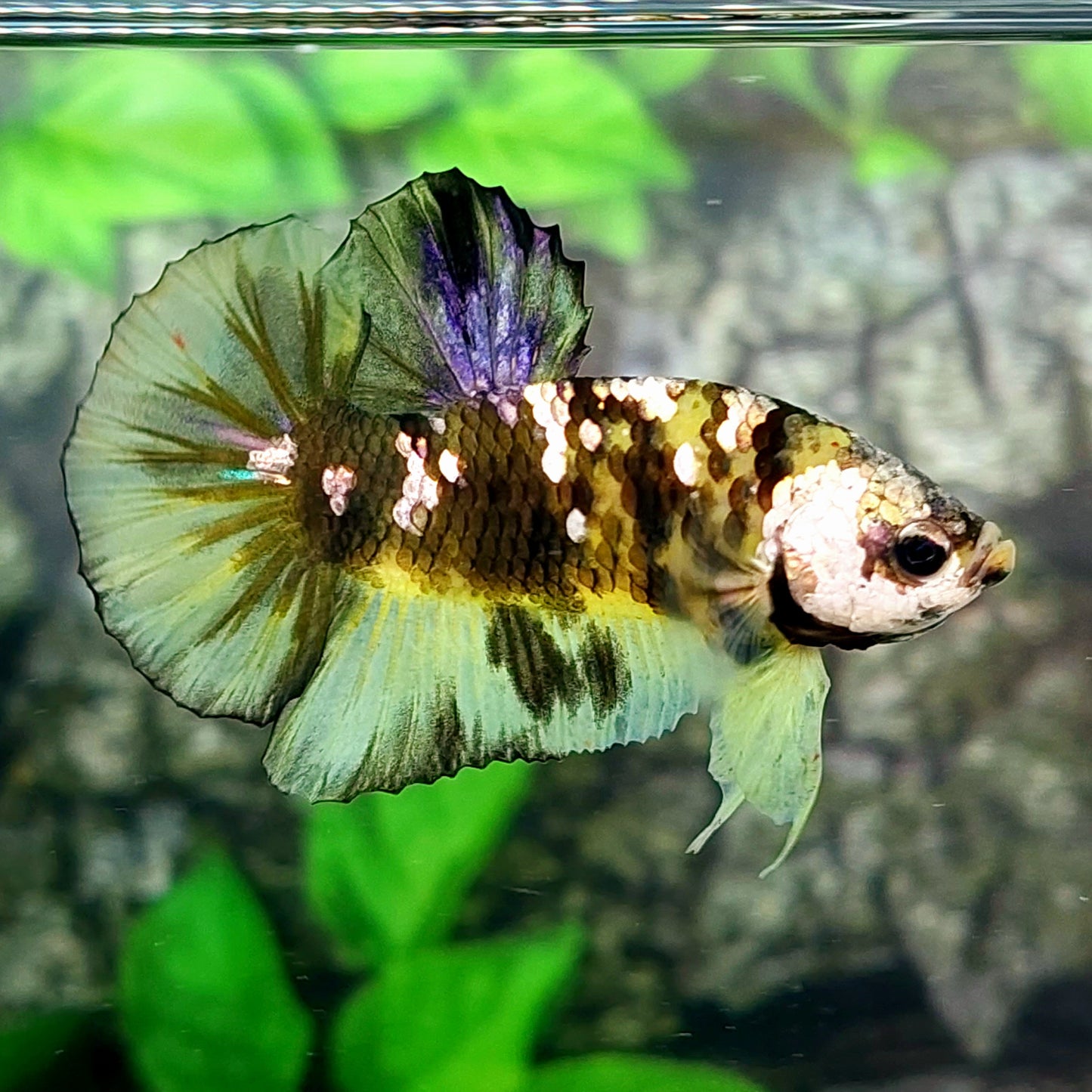 Yellow Tiger Copper Purple Galaxy HMPK Male